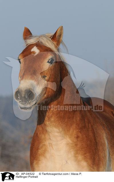 Haflinger Portrait / AP-04522