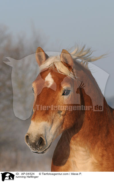 running Haflinger / AP-04524