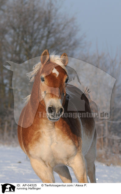 running Haflinger / AP-04525
