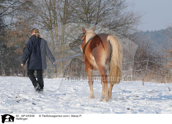 Haflinger / Haflinger / AP-04548