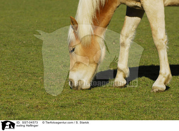 fressender Haflinger / eating Haflinger / SST-04573
