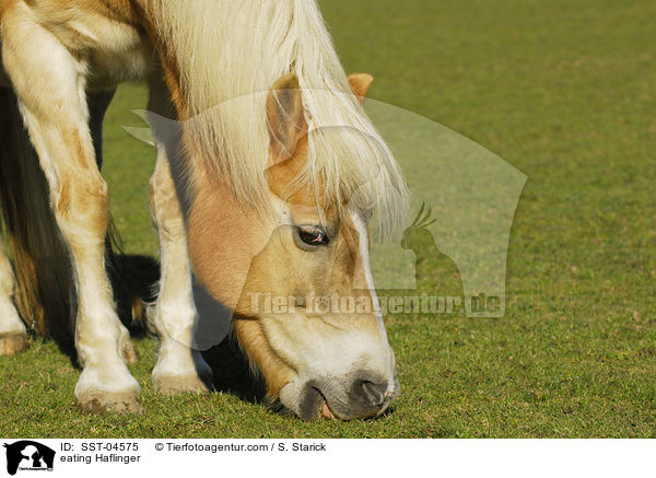 fressender Haflinger / eating Haflinger / SST-04575