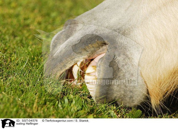 fressender Haflinger / eating Haflinger / SST-04576