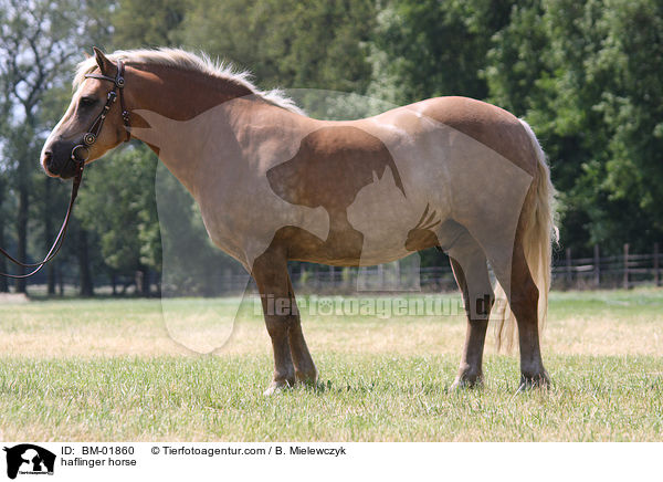Haflinger / haflinger horse / BM-01860