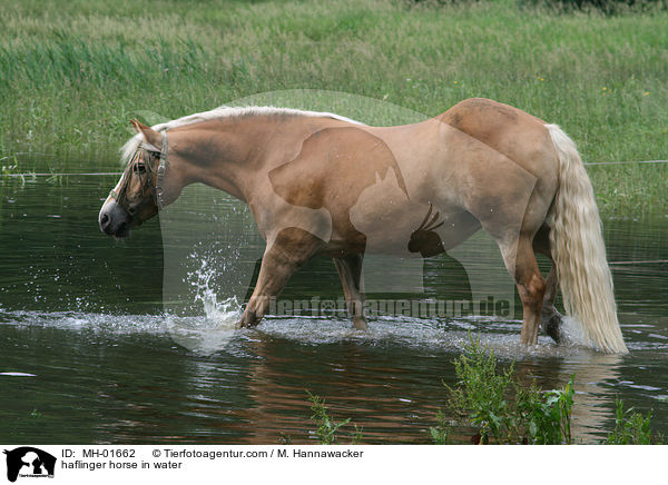 haflinger horse in water / MH-01662