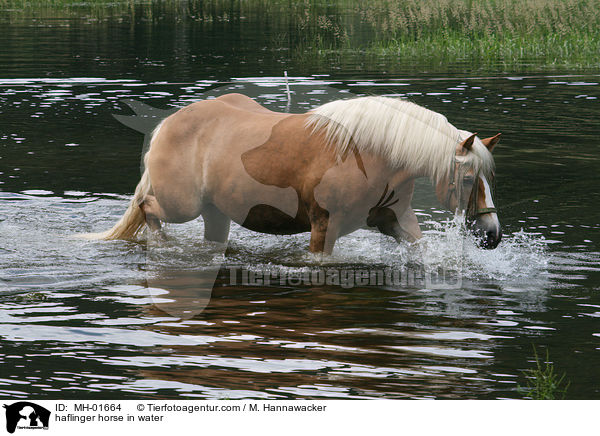 haflinger horse in water / MH-01664