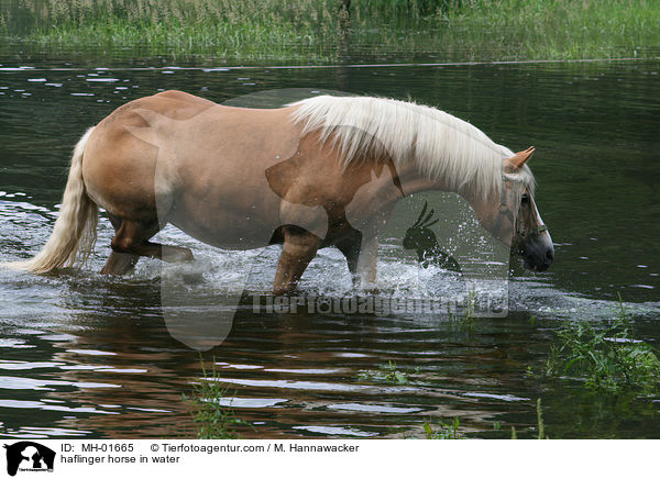 haflinger horse in water / MH-01665