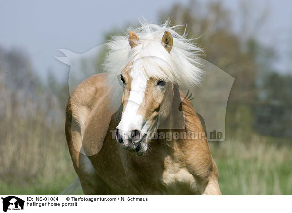 haflinger horse portrait / NS-01084