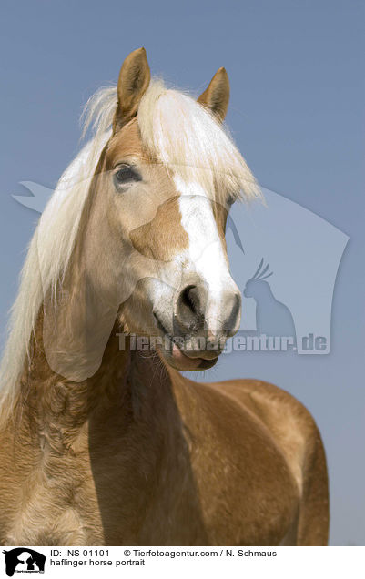 haflinger horse portrait / NS-01101