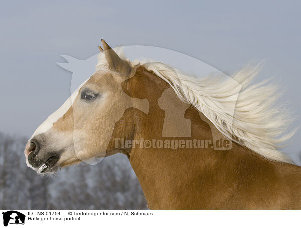 Haflinger horse portrait / NS-01754