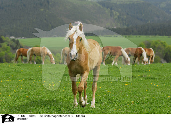 Haflinger / SST-06010