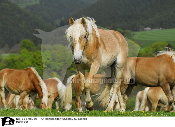 Haflinger / SST-06036