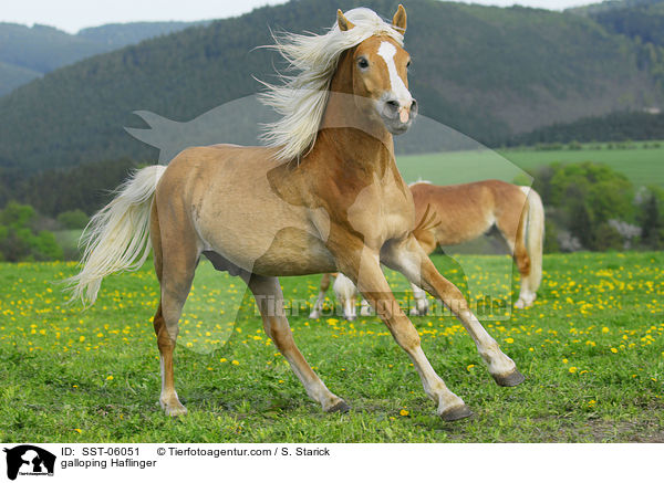 galloping Haflinger / SST-06051