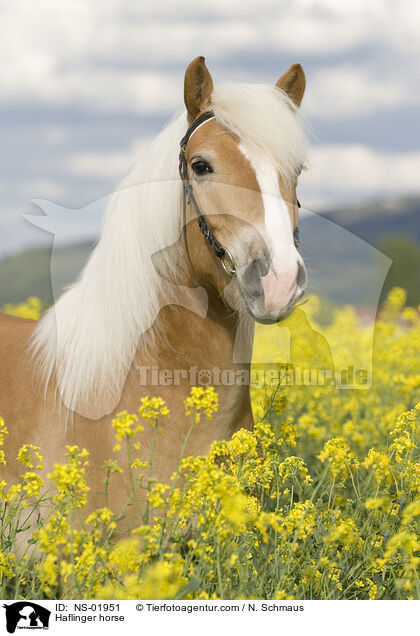 Haflinger horse / NS-01951