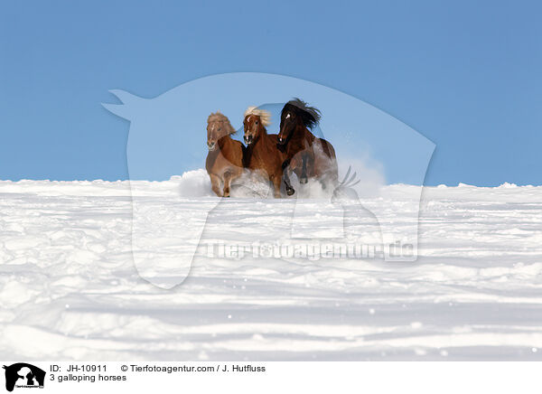 3 galloping horses / JH-10911