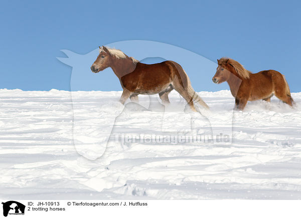 2 trotting horses / JH-10913