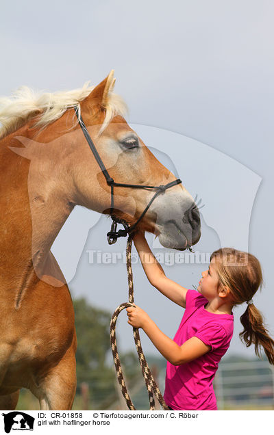 girl with haflinger horse / CR-01858