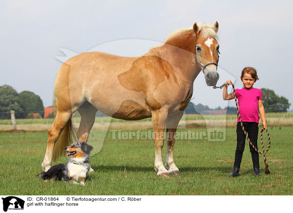girl with haflinger horse / CR-01864