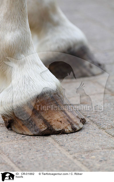 hoofs / CR-01882