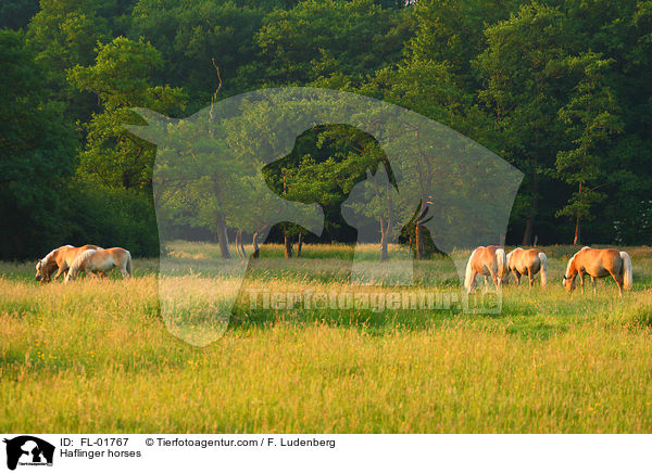 Haflinger horses / FL-01767