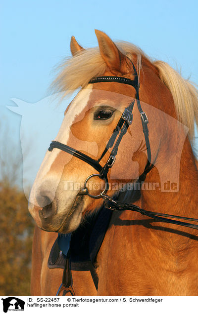 haflinger horse portrait / SS-22457