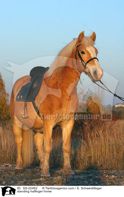 standing haflinger horse / SS-22462
