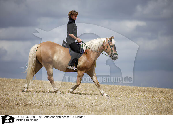 trabender Haflinger / trotting Haflinger / RR-37928
