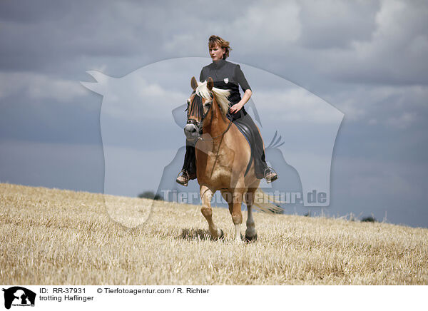 trotting Haflinger / RR-37931
