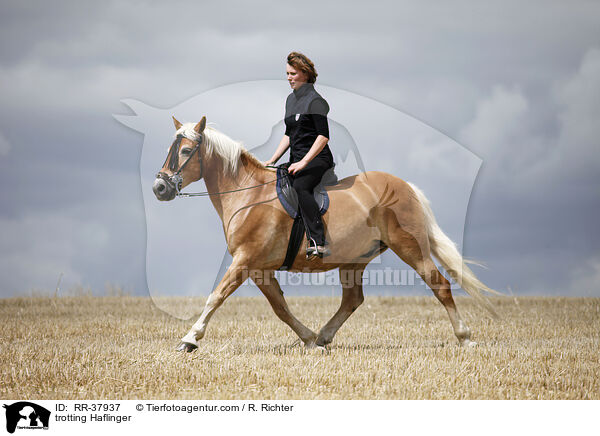 trotting Haflinger / RR-37937
