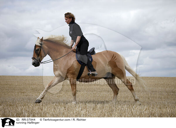 running Haflinger / RR-37944