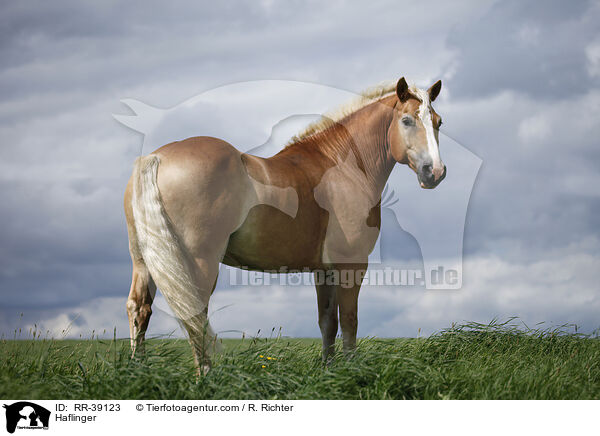 Haflinger / RR-39123
