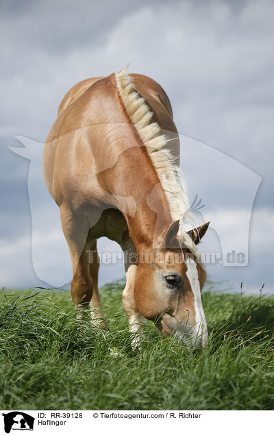 Haflinger / Haflinger / RR-39128