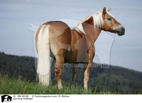 standing Haflinger / RR-39186