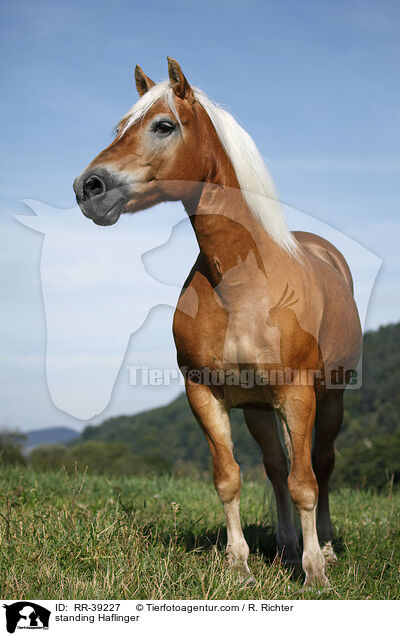 standing Haflinger / RR-39227