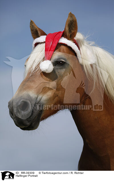 Haflinger Portrait / Haflinger Portrait / RR-39309
