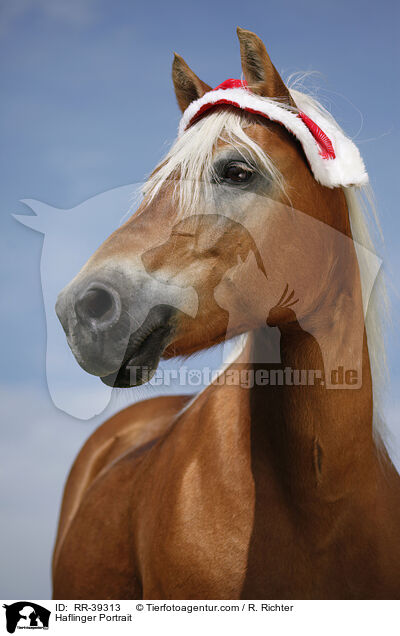 Haflinger Portrait / Haflinger Portrait / RR-39313