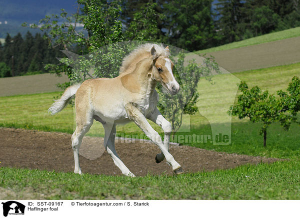Haflinger foal / SST-09167