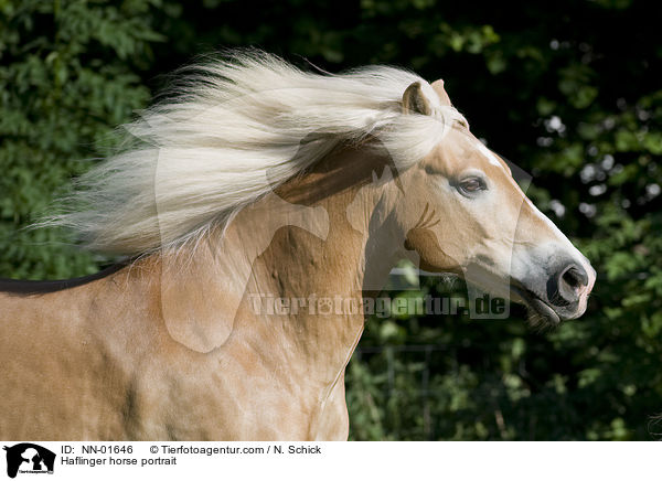 Haflinger horse portrait / NN-01646