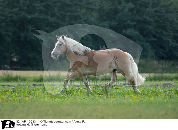 trotting Haflinger horse / AP-10633