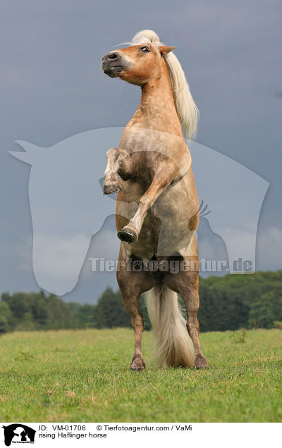 steigender Haflinger / rising Haflinger horse / VM-01706