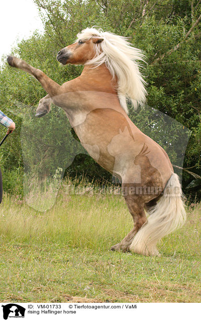 steigender Haflinger / rising Haflinger horse / VM-01733