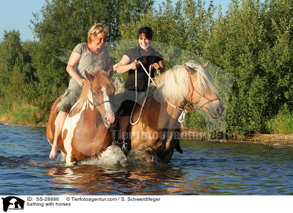 bathing with horses / SS-28886