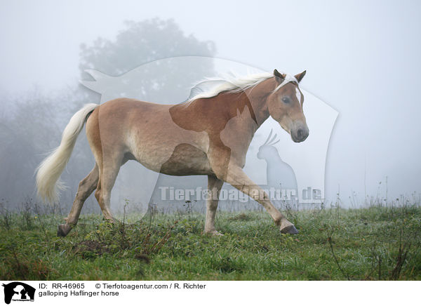 galoppierender Haflinger / galloping Haflinger horse / RR-46965