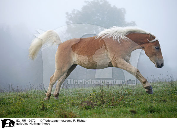 galoppierender Haflinger / galloping Haflinger horse / RR-46972