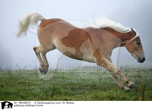 galoppierender Haflinger / galloping Haflinger horse / RR-46974