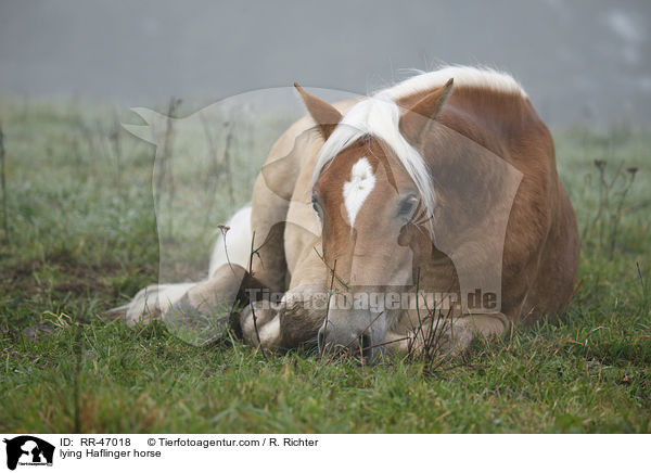 liegender Haflinger / lying Haflinger horse / RR-47018