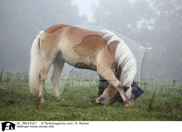 Haflinger zeigt Kunststck / Haflinger horse shows trick / RR-47021