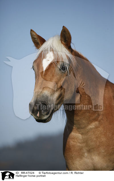 Haflinger horse portrait / RR-47024