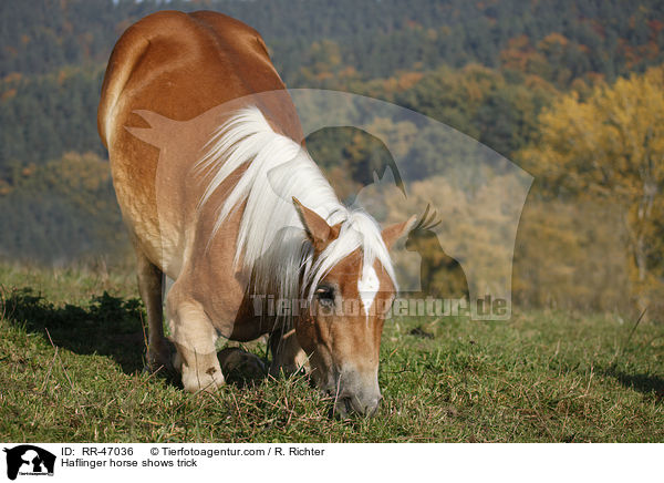 Haflinger zeigt Kunststck / Haflinger horse shows trick / RR-47036