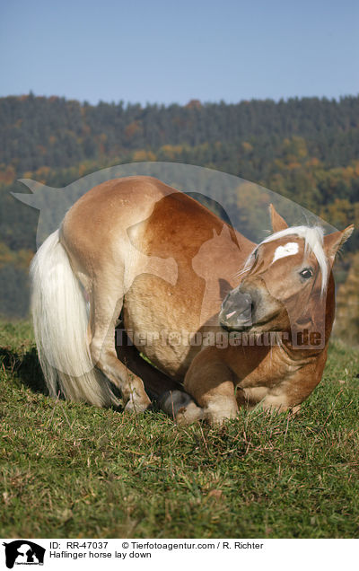 Haflinger horse lay down / RR-47037